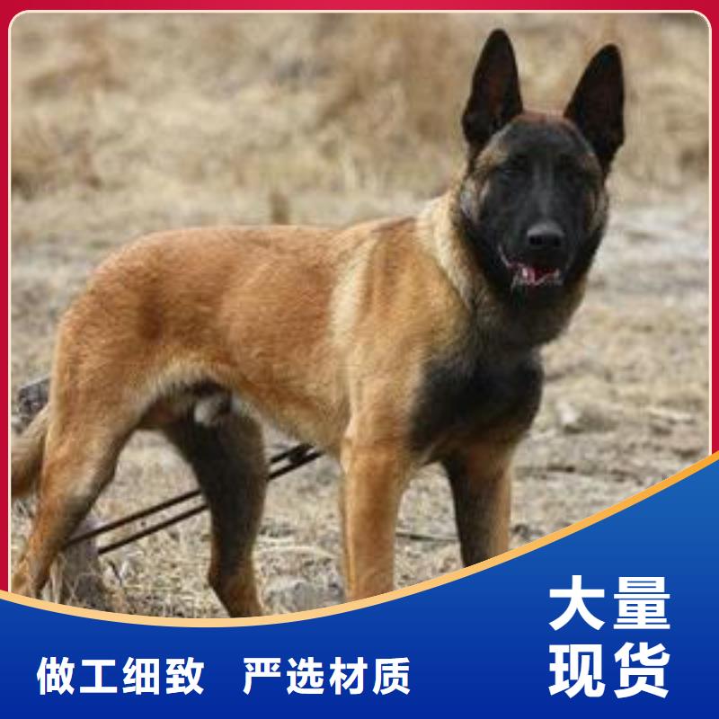 马犬_【杜高犬】品质好才是硬道理同城品牌