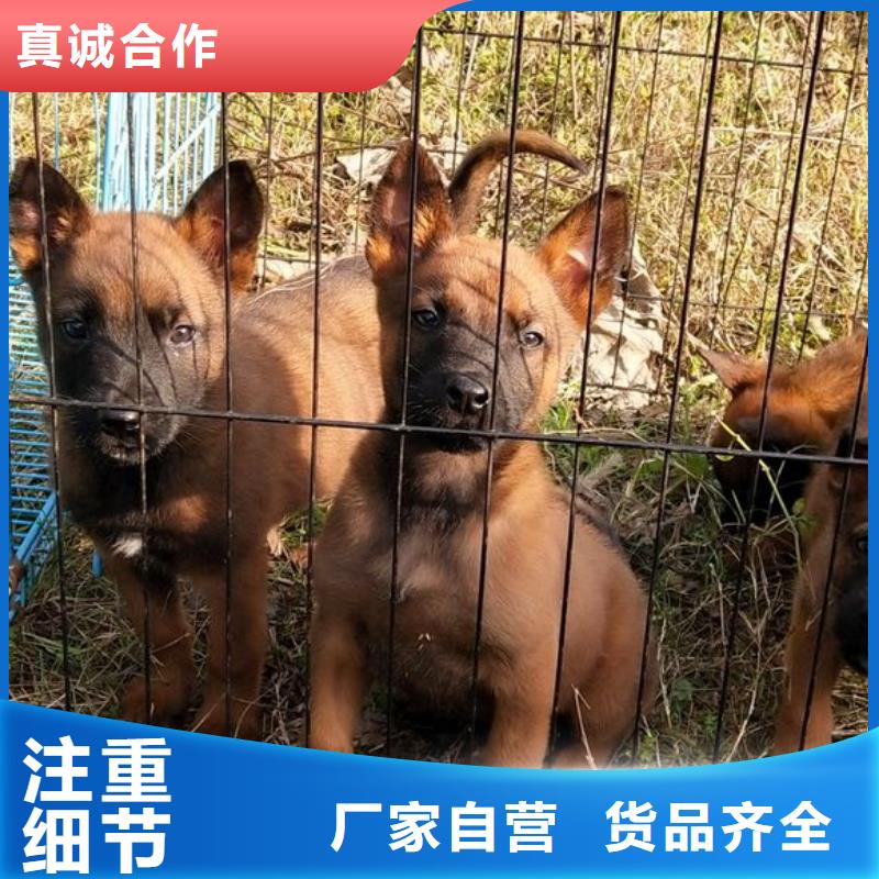 马犬,【杜宾犬】精心选材
