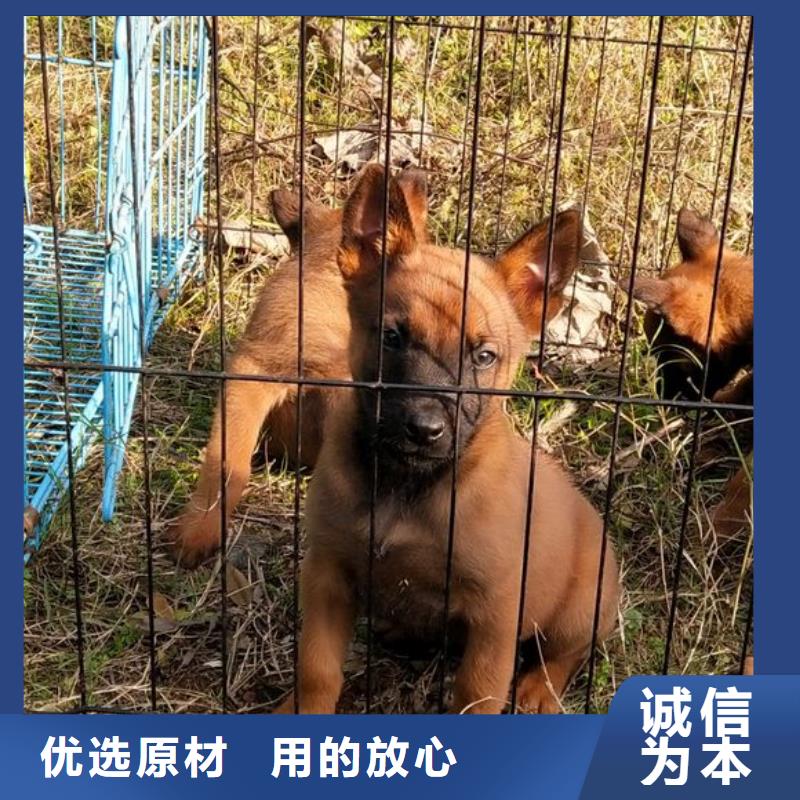 【一品】马犬,【杜宾犬】精心选材
