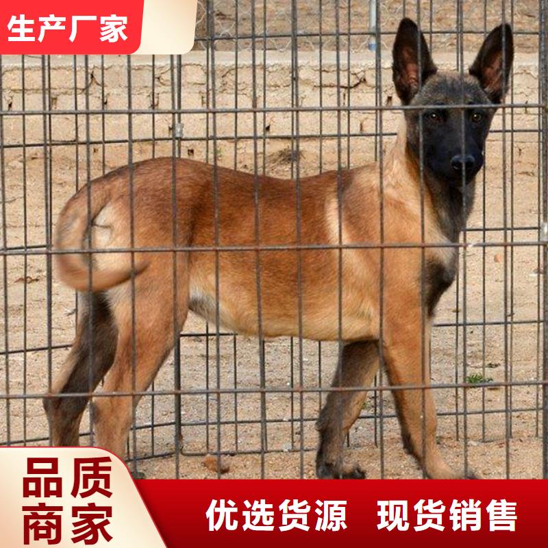 马犬,【杜宾犬】精心选材
