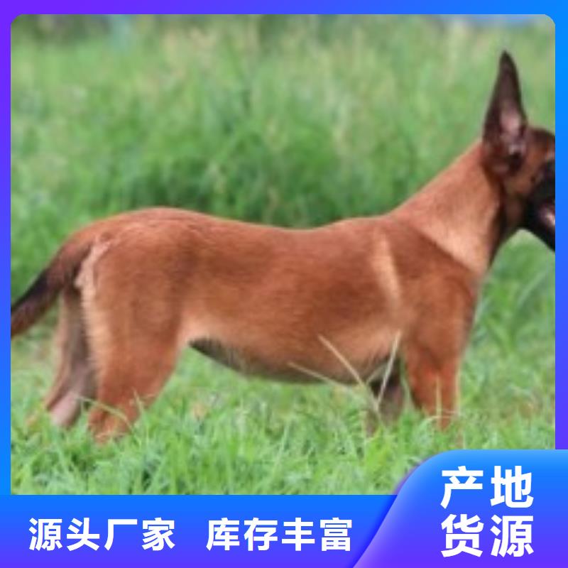 【一品】马犬,【杜宾犬】精心选材
