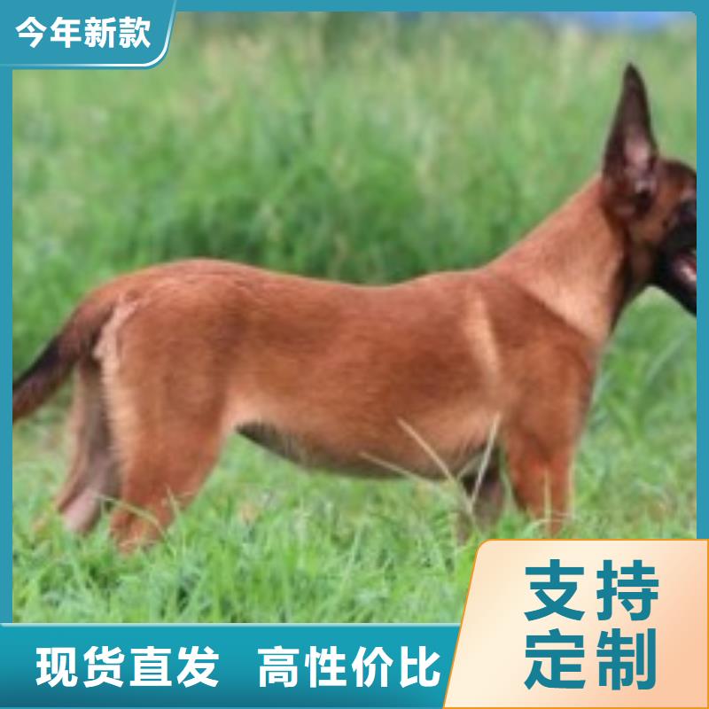 一品马犬 【卡斯罗犬】质量可靠-