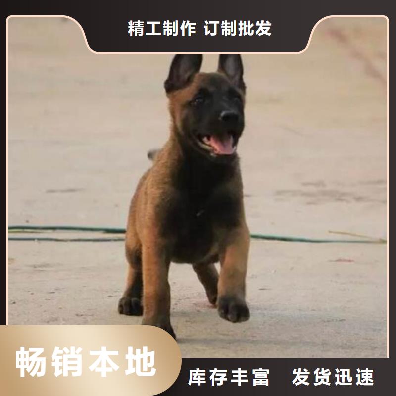 【一品】马犬,【杜宾犬】精心选材