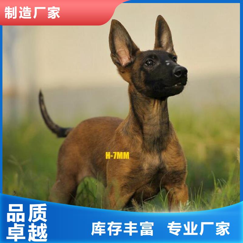 马犬,【杜宾犬】精心选材