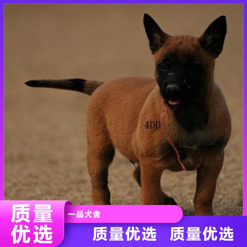 货源马犬,【杜宾犬】精心选材
