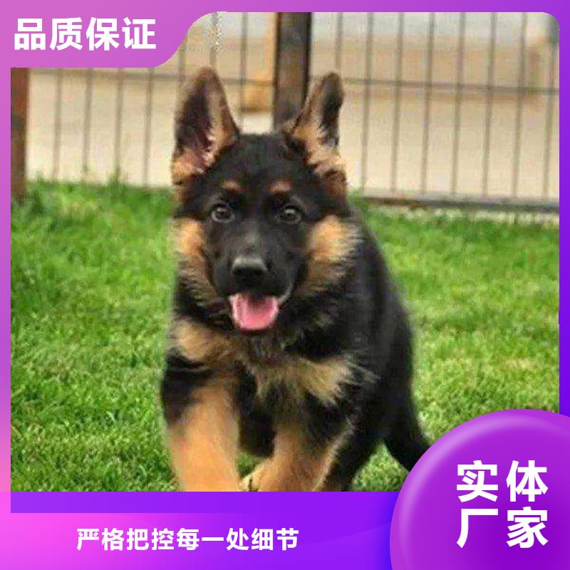 德国牧羊犬马犬量大从优