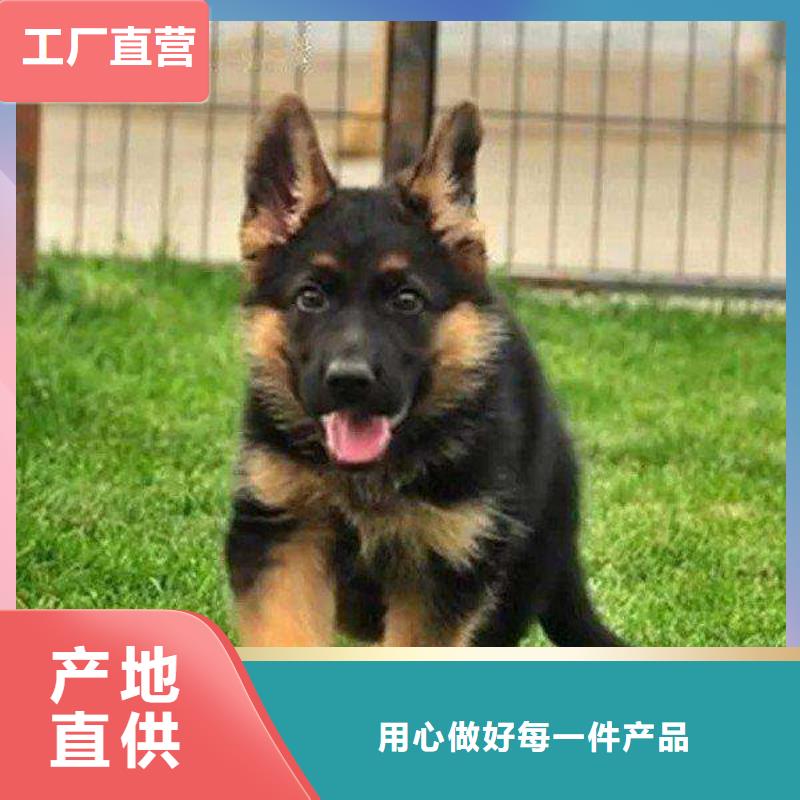 德国牧羊犬,卡斯罗犬实体诚信经营