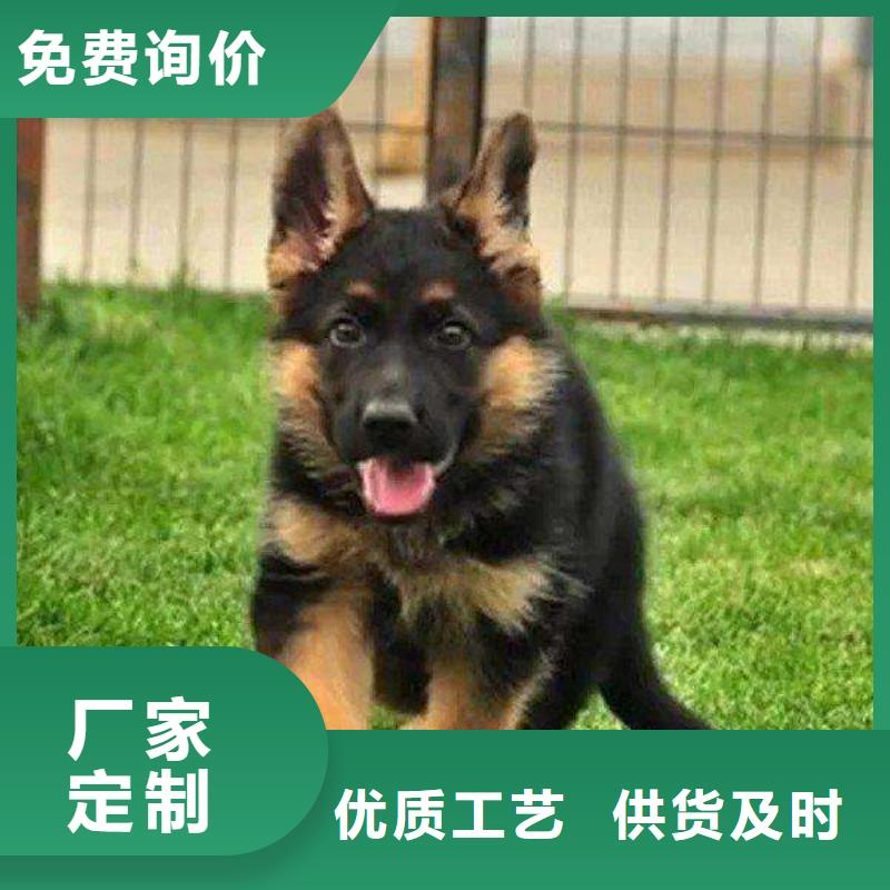 德国牧羊犬-【罗威纳犬】不只是质量好