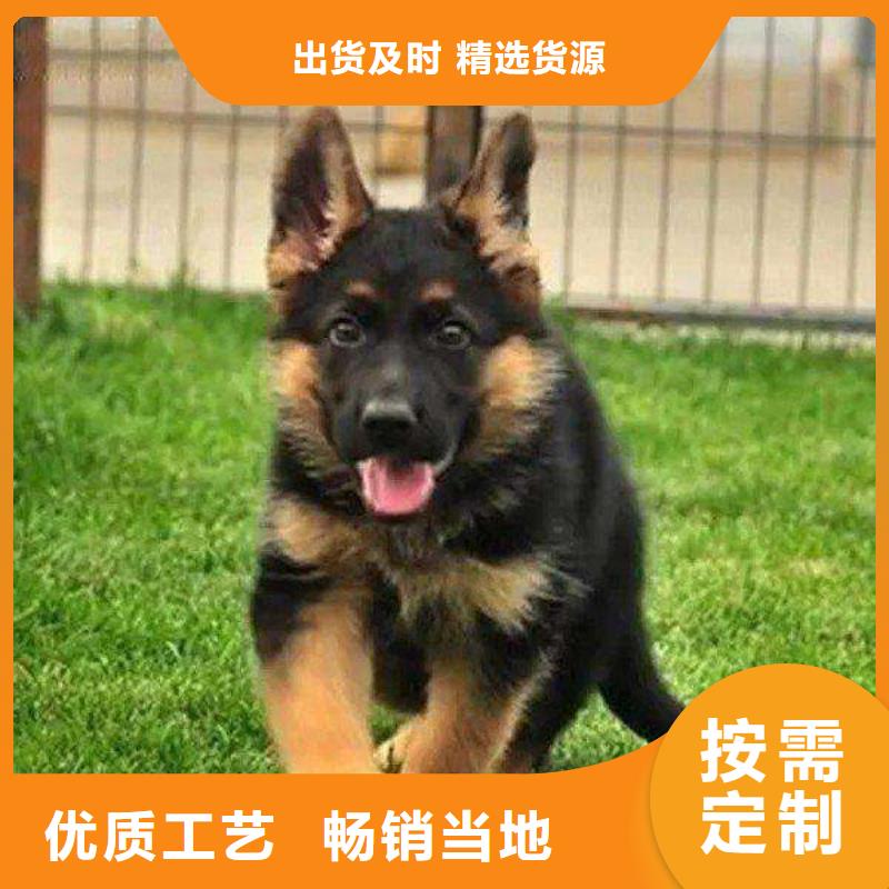 德国牧羊犬杜宾犬专业的生产厂家