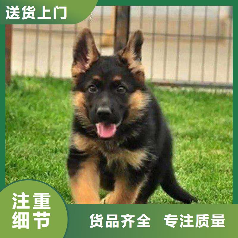 德国牧羊犬罗威纳犬主推产品