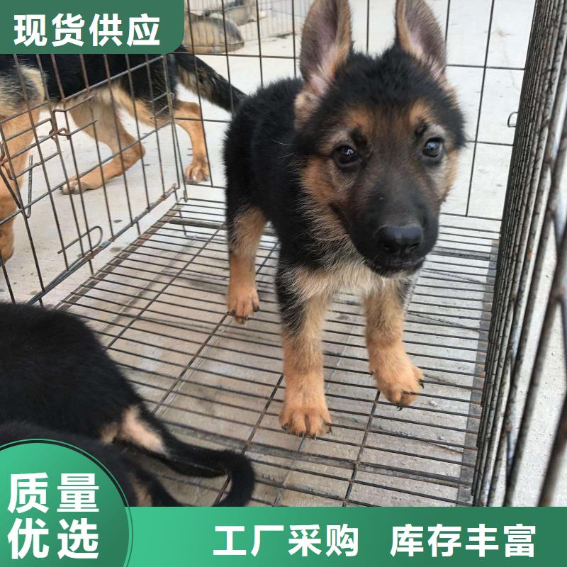 德国牧羊犬卡斯罗犬支持拿样