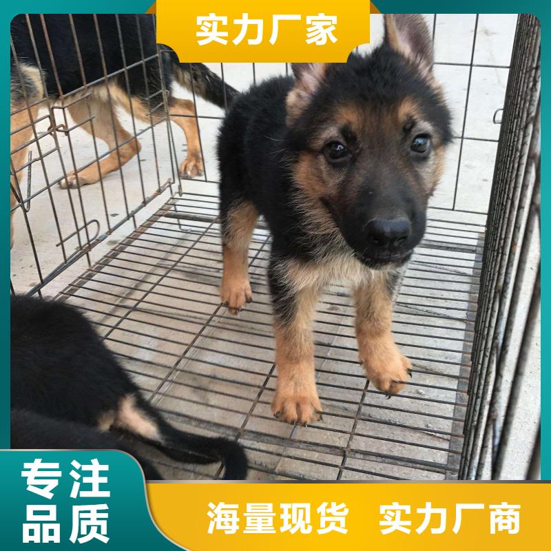 【德国牧羊犬】_德牧犬好品质用的放心