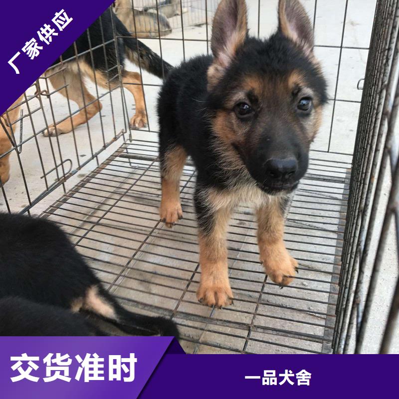 德国牧羊犬卡斯罗犬款式多样