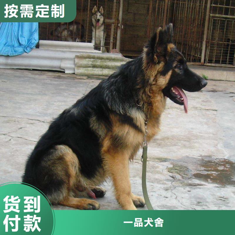 德国牧羊犬罗威纳犬工程施工案例