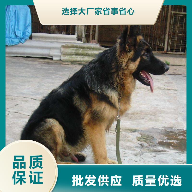 【德国牧羊犬卡斯罗犬源头直供】