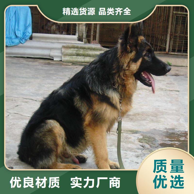 德国牧羊犬_高加索犬值得信赖