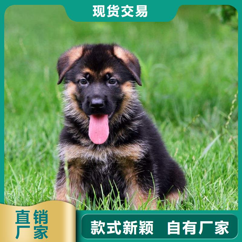 德国牧羊犬-马犬重信誉厂家