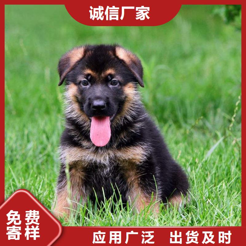 德国牧羊犬-黑狼好货直供