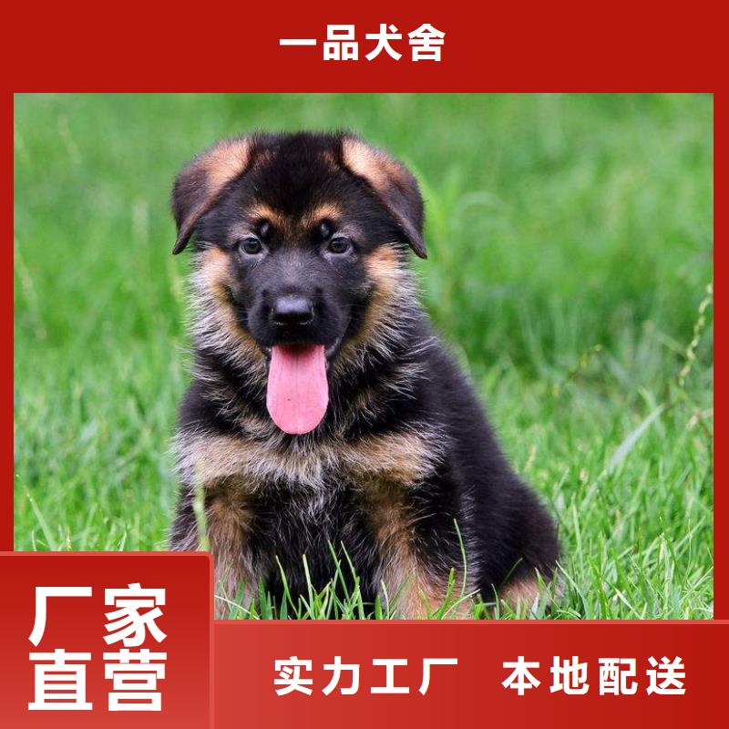 德国牧羊犬马犬品质优选