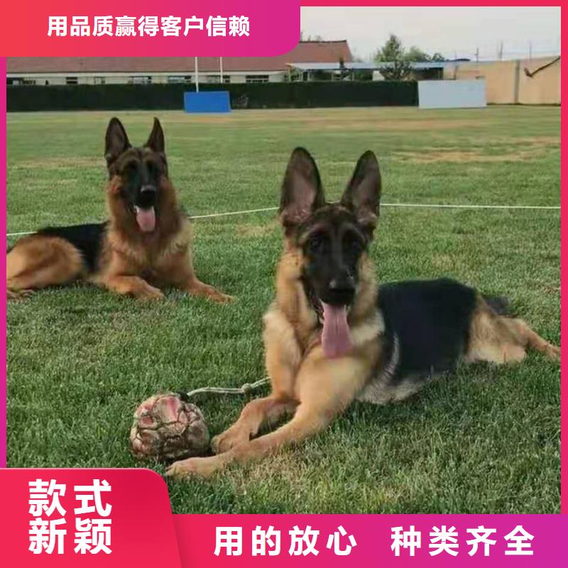 德国牧羊犬,卡斯罗犬实体诚信经营