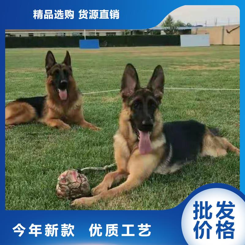 德国牧羊犬-【罗威纳犬】不只是质量好