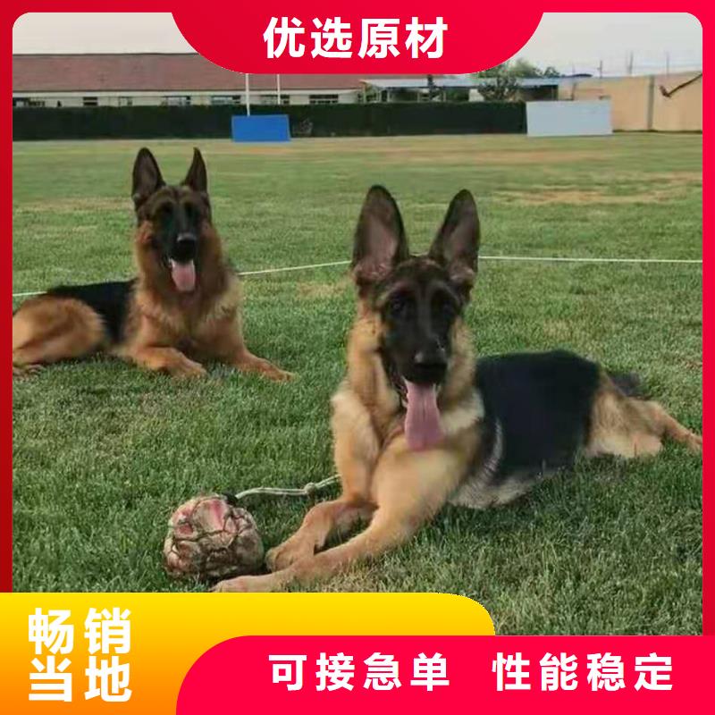 德国牧羊犬黑狼精工细作品质优良