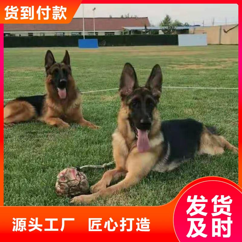 德国牧羊犬【罗威纳犬】厂家货源