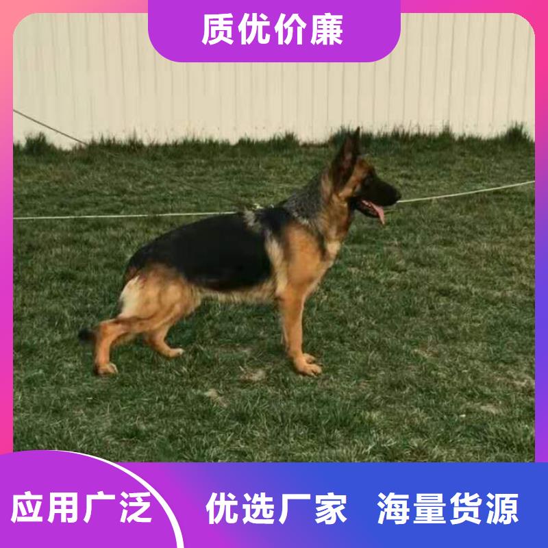 德国牧羊犬德牧犬现货