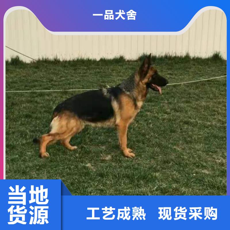 德国牧羊犬卡斯罗犬质检严格放心品质