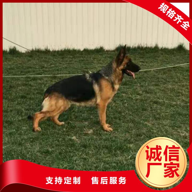 德国牧羊犬-【罗威纳犬】不只是质量好