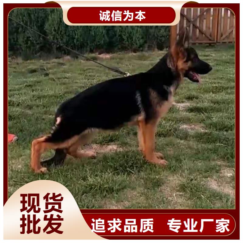 【德国牧羊犬】_德牧犬好品质用的放心