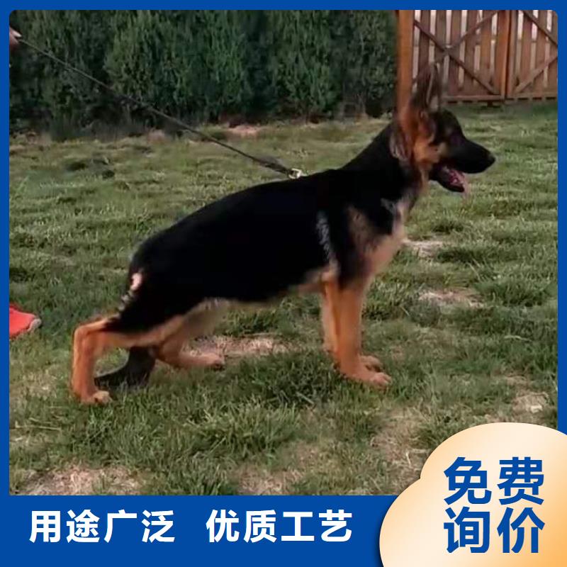 德国牧羊犬卡斯罗犬质检严格放心品质