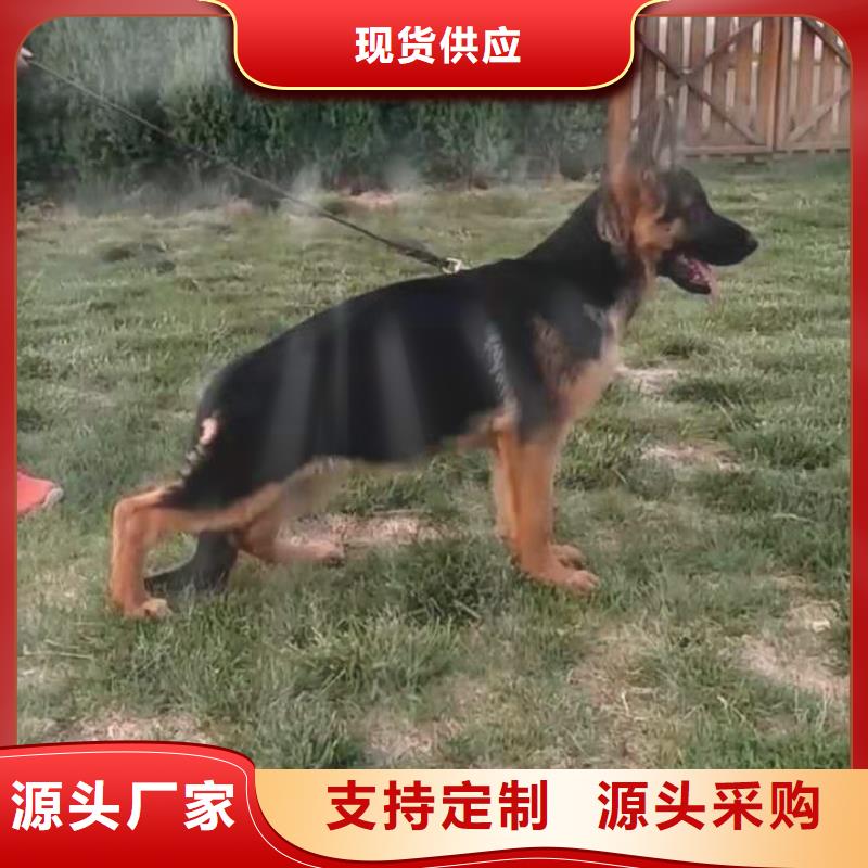 德国牧羊犬比特犬检验发货