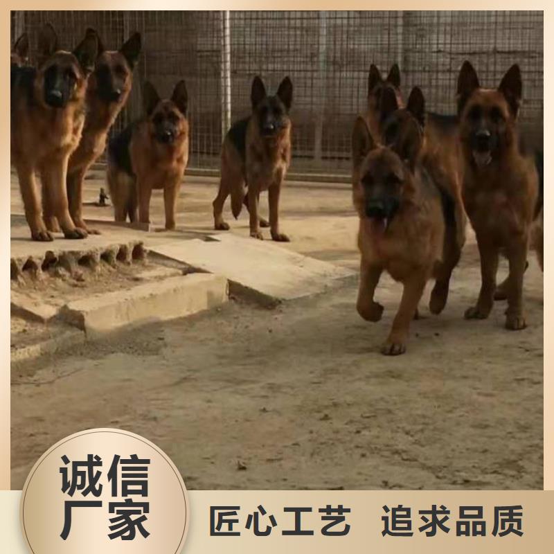 【德国牧羊犬卡斯罗犬源头直供】