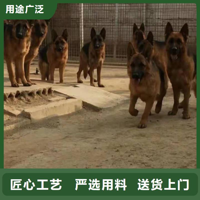 德国牧羊犬德牧犬现货