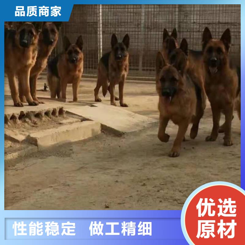 德国牧羊犬杜高犬质量上乘