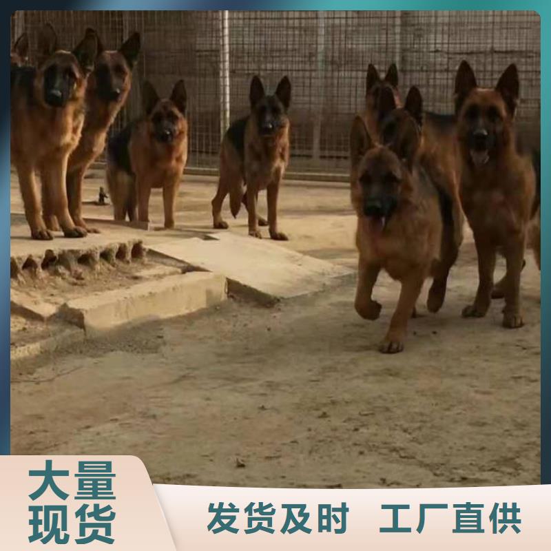 【德国牧羊犬罗威纳犬材质实在】