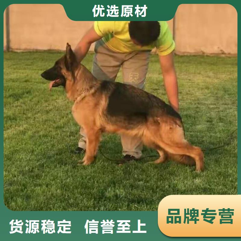 德国牧羊犬_高加索犬值得信赖