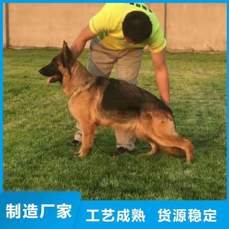 德国牧羊犬马犬量大从优