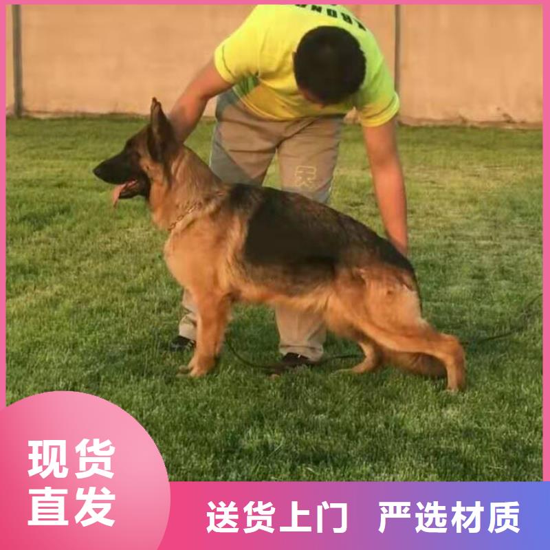 德国牧羊犬-马犬重信誉厂家