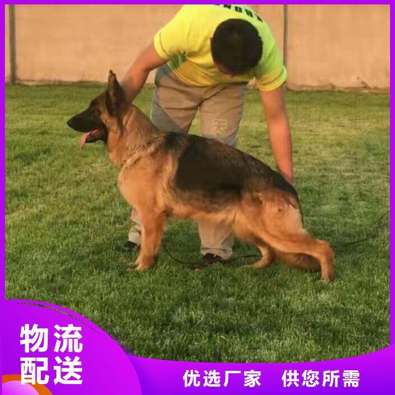 德国牧羊犬_拉布拉多犬实力商家供货稳定