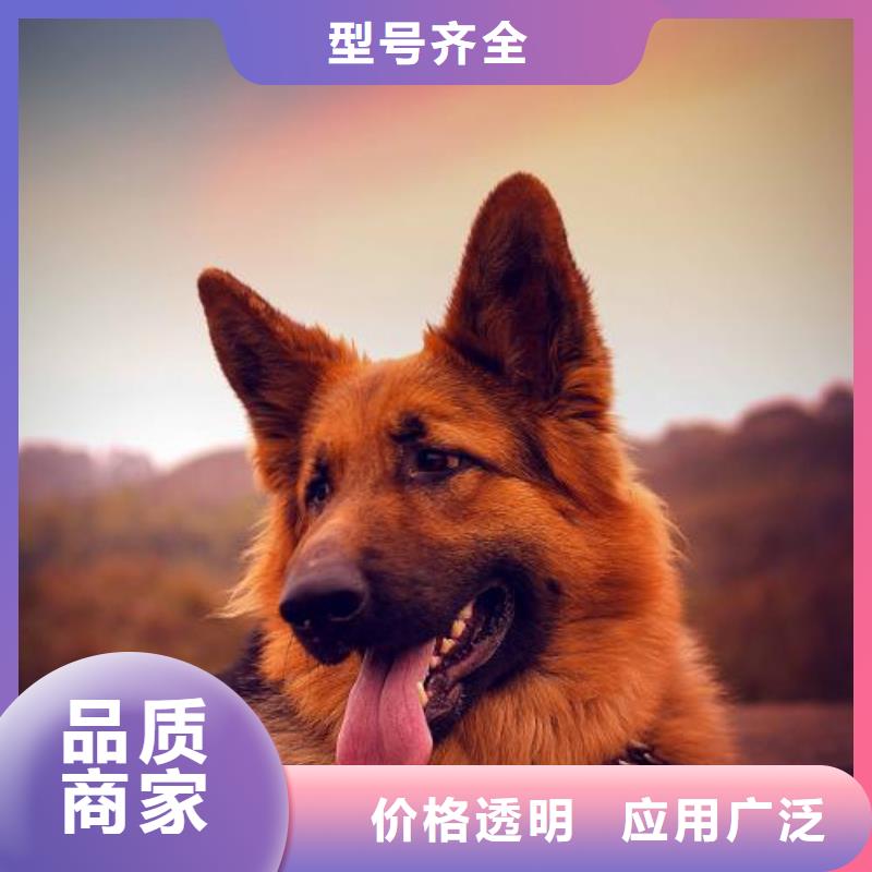 【德国牧羊犬】_德牧犬好品质用的放心