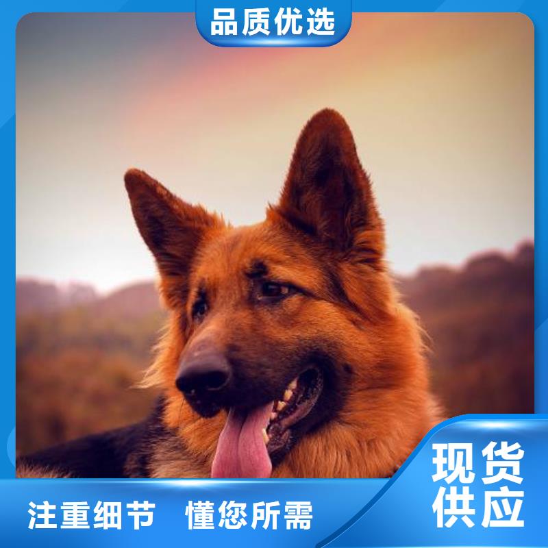 【德国牧羊犬_杜宾犬现货直供】