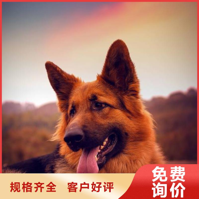 【德国牧羊犬】,德牧犬厂家直营