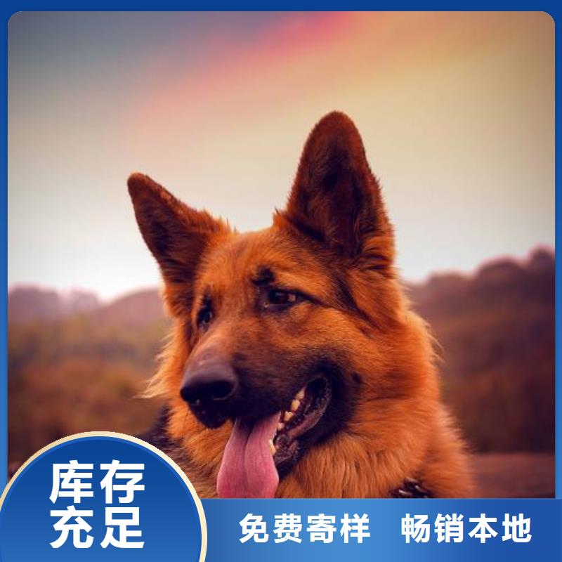 德国牧羊犬杜宾犬好货有保障