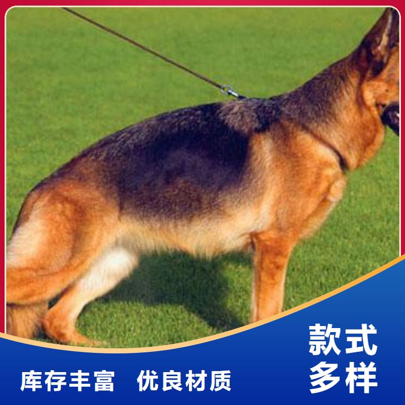 德国牧羊犬,卡斯罗犬实体诚信经营