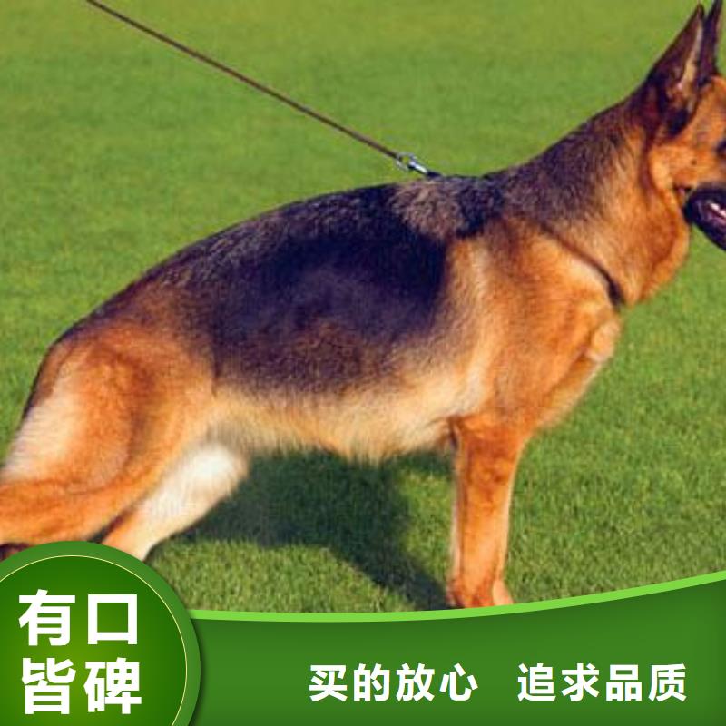 德国牧羊犬-杜高犬可放心采购