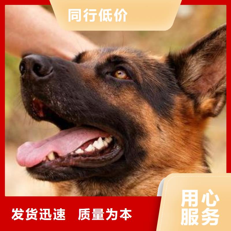 【德国牧羊犬德牧犬免费寄样】