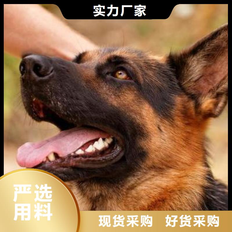 德国牧羊犬黑狼精工细作品质优良