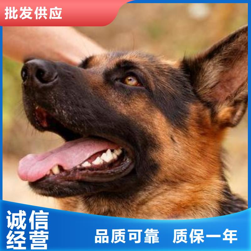 德国牧羊犬德牧犬敢与同行比价格